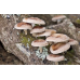 Мицелий Шиитаке штамм ТЛ-4080 (Lentinula edodes)